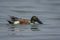 Male Northern Shoveler Anas clypeata.