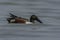 Male Northern Shoveler Anas clypeata In Lake.