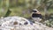 Male Northern Wheatear on Rock Looks Left