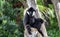 Male Northern White-Cheeked Gibbon Nomascus leucogenys Sitting