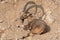 Male Nubian Ibex relaxing in the desert sand capra nubiana