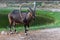 A male Nubian Ibex standing next to a green area and water showing off those large curved horns capra nubiana at the Al Ain Zoo