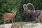 A male Nubian Ibex watches over the family  capra nubiana