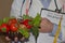 Male nutritionist holding fresh fruits and measuring tape while standing