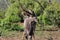 Male Nyala in african landscape