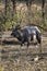 Male Nyala in Kruger National park