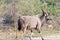 Male Nyala walking in the bush. Wildlife Safari in the Kruger National Park, major travel destination in South Africa. Side view,