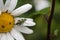 Male Oedemera Nobilis Beetle On Daisy.