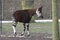 Male okapi, Okapia johnstoni