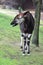 Male okapi2