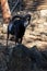 male Old Mouflon