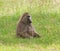 Male Olive Baboon in Amboseli, Kenya