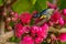 Male Olive-backed Sunbird perching on Malay Apple tree near its flowers