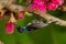 Male Olive-backed Sunbird perching on Malay Apple tree near its flowers