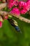 Male Olive-backed Sunbird perching on Malay Apple tree near its flowers