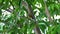 Male olive-backed sunbird perching and preening feathers on tree branch