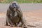 Male Olive, or Savanna, Baboon, Spitting Out A Fruit Pip