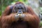 Male orang-utan