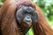 Male orang-utan