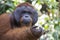 A male Orang-utan in the forest of Kalimantan