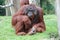 Male Orang Utan - sitting and staring at a Zoo