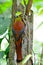 Male Orange-breasted Trogon