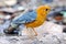 Male orange headed thrush