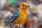 Male orange headed thrush