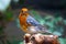 Male orange-headed thrush sitting on a branch, holding a little twig in its beak and looking backwards