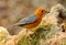 Male Orange-headed Thrush (Zoothera citrina)