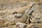 Male orange iguana standing proud