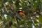 Male Orange Minivet perched in dense foliage