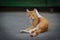 Male orange striped cat is sitting on the asphalt