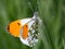 Male Orange Tip Butterfly