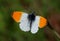 Male Orange Tip Butterfly