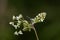 Male Orange Tip Butterfly Anthocaris cardamines