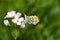 A male orange tip butterfly Anthocharis cardamines