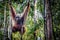 A male orangutan lounges in a tree