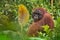 Male orangutan orang-utan - Borneo