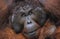 Male Orangutan resting close-up