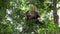 Male orangutan resting in forest tree nest