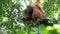 Male orangutan resting in forest tree nest