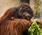 Male Orangutan Snacks at Zoo Tampa at Lowery Park