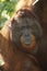 Male orangutan, Tanjung Puting National Park, Island of Borneo, Indonesia