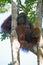 Male orangutan, Tanjung Puting National Park, Island of Borneo, Indonesia