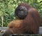 Male orangutan, Tanjung Puting National Park, Island of Borneo, Indonesia