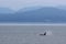 Male Orca with Hills in Background