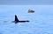 Male Orca Killer whale swimming, with whale watching boat, Victoria, Canada