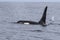 Male orca sailing among waves of a cloudy