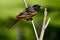 Male orchard oriole